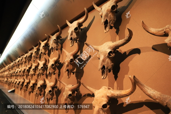 東北野牛頭骨化石墻
