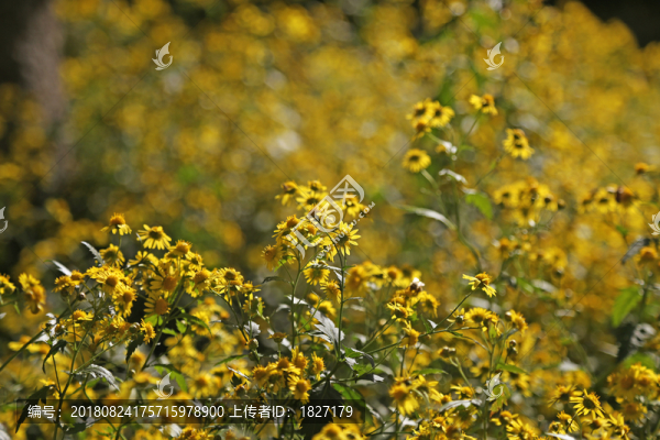 黃色小花背景