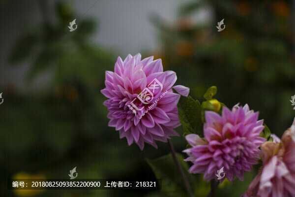 大麗花