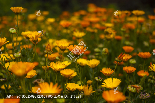 花
