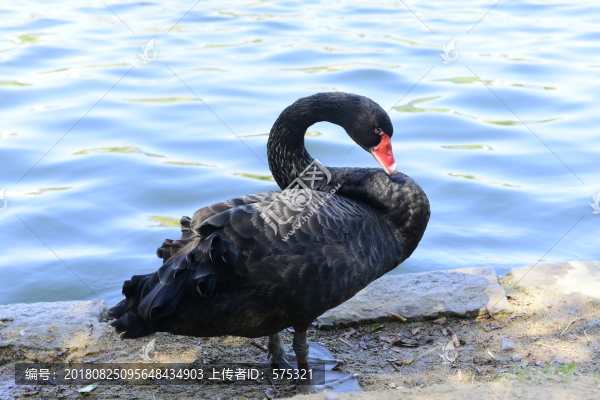 黑天鵝