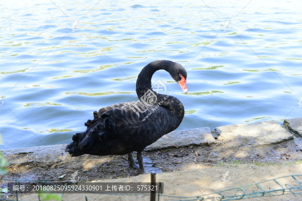 黑天鵝