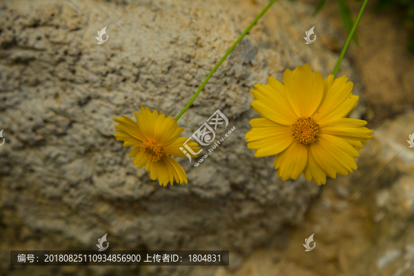 野花