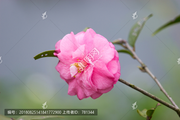 一株山茶花