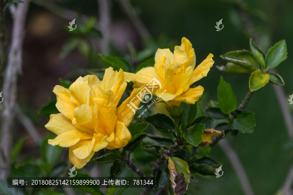 金球朱瑾花