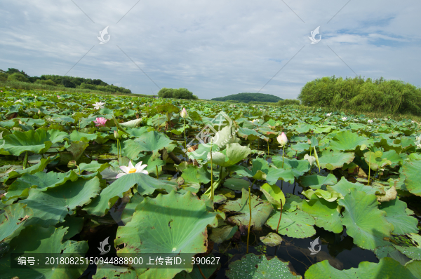 太湖野生荷塘