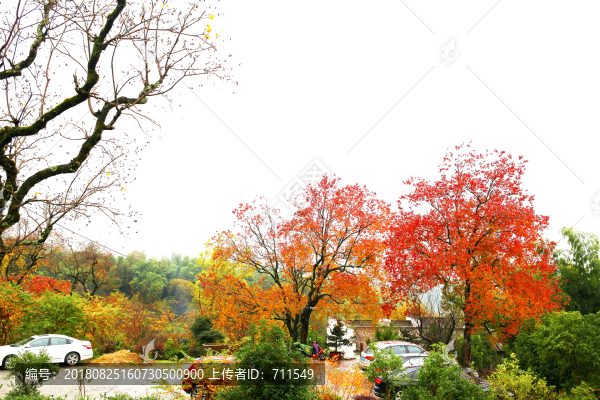 塔川紅葉