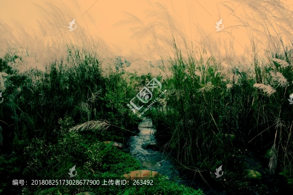 蘆葦蕩