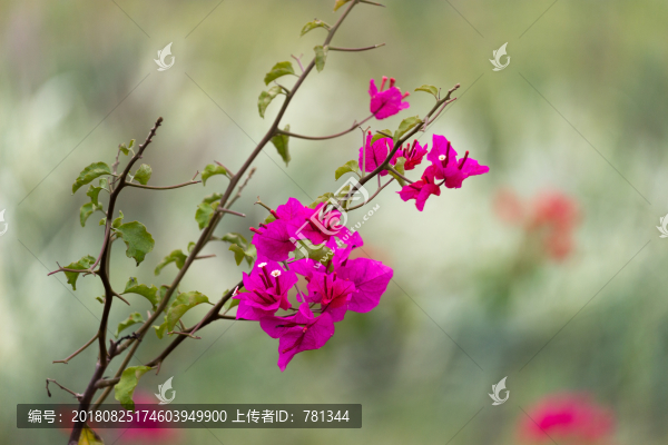 三角梅拍攝