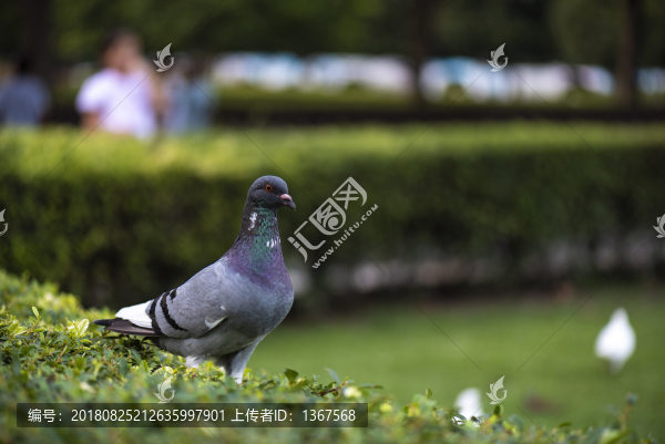 斑鳩