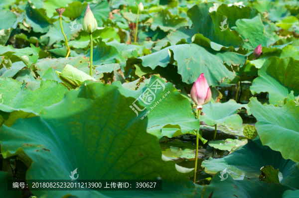荷塘