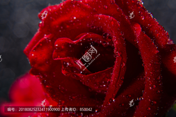 紅色的玫瑰花