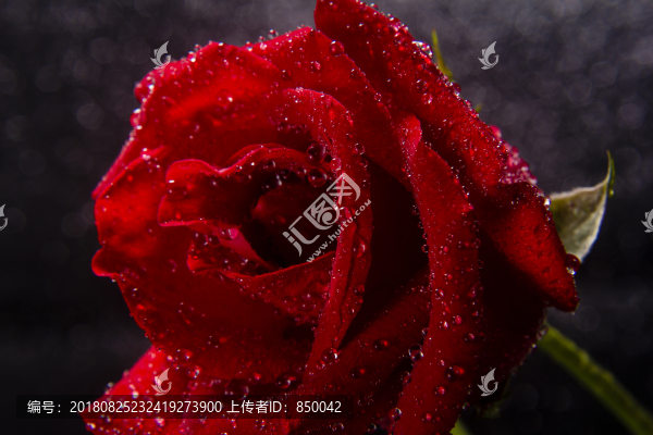 紅色的玫瑰花