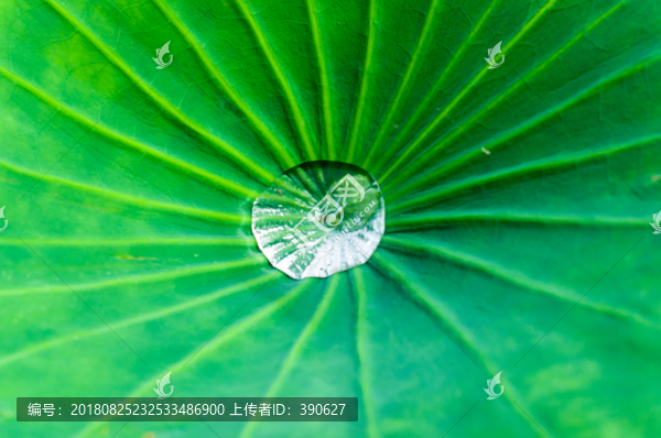 荷葉上的水珠