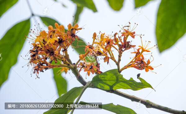 中國無憂花