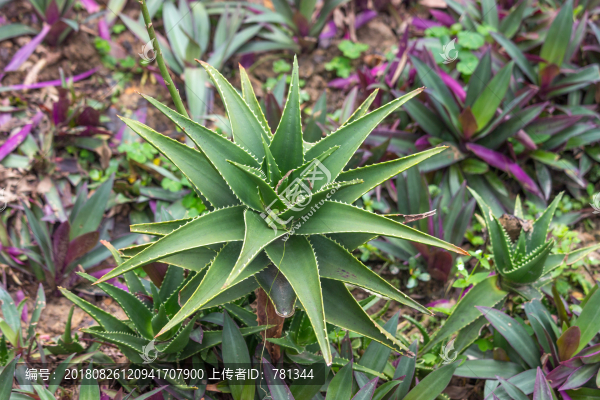 大翠盤蘆薈