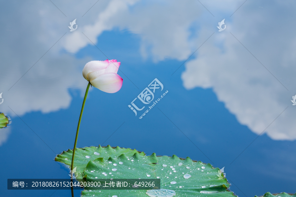 出水蓮