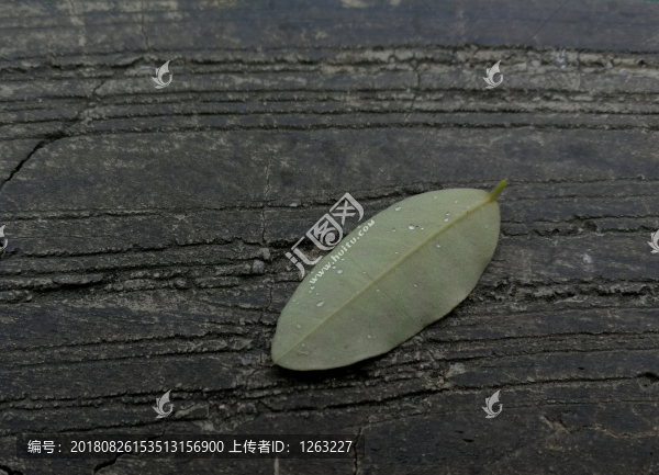 樹葉