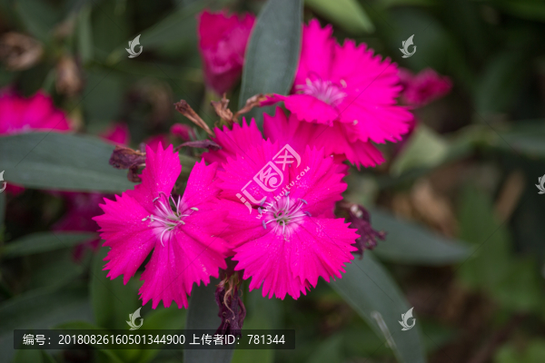 中國石竹特寫