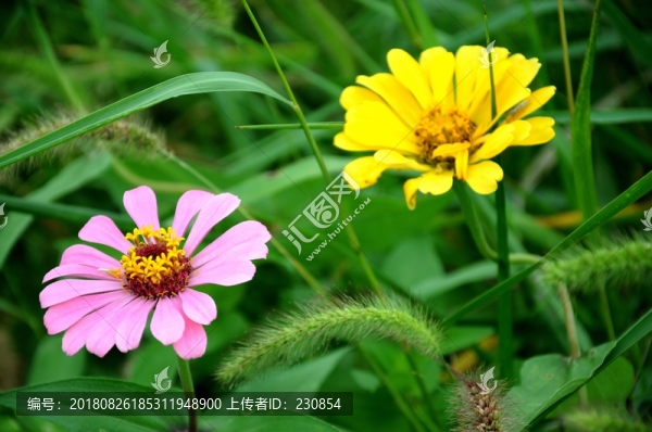 花卉