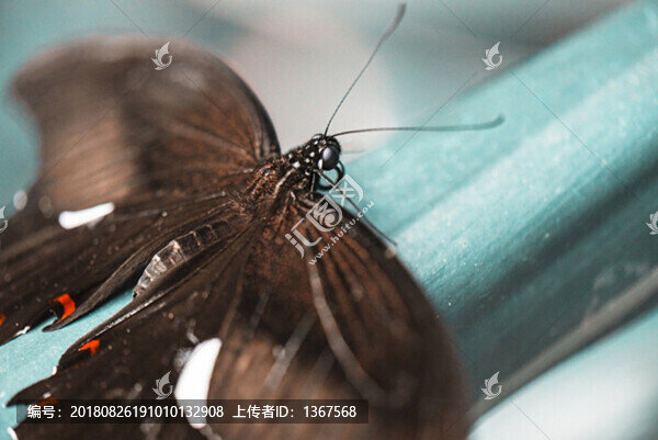 蝴蝶