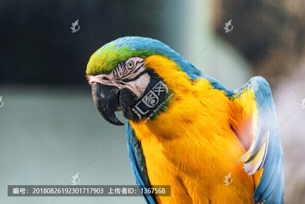 金剛鸚鵡