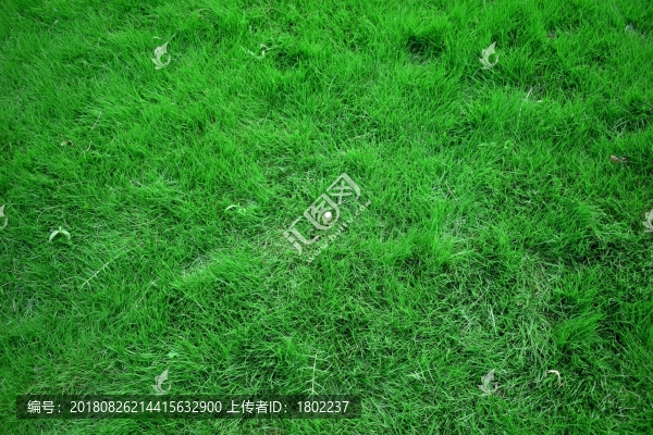 綠草地