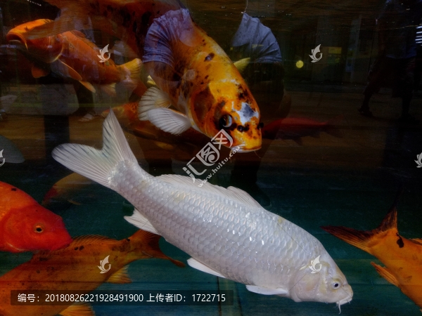 鯉魚