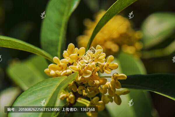 桂花特寫