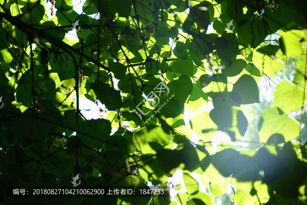 太陽初升樹蔭密
