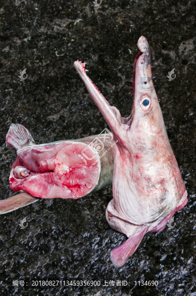 白鰻魚