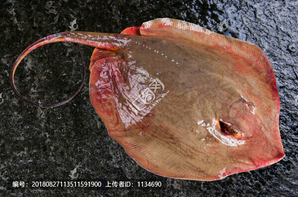 蚌魚魔鬼魚