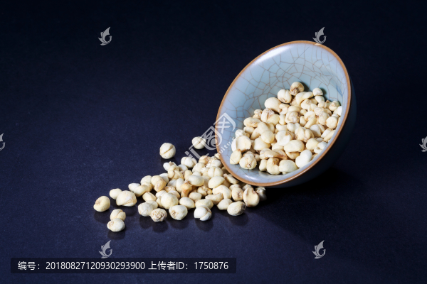 川貝母