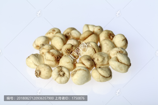 川貝母