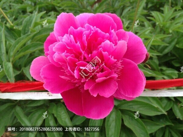 牡丹花