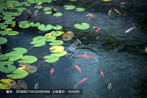觀賞魚