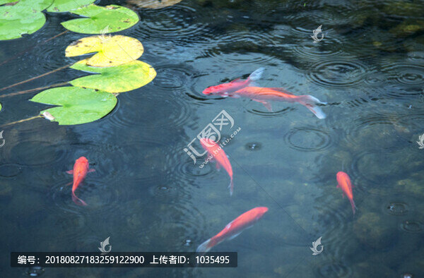 觀賞魚