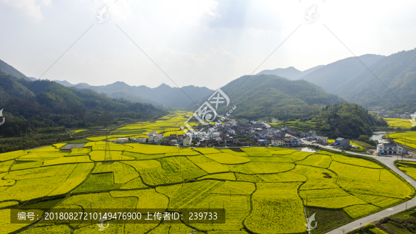 油菜花海