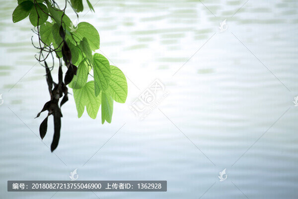 夏未央天漸涼