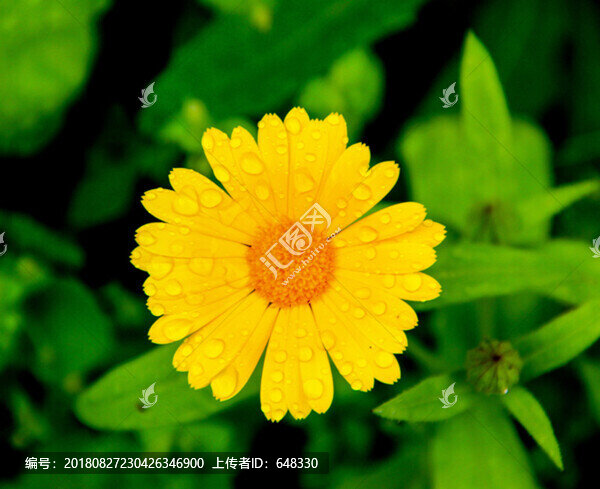 花卉金盞花