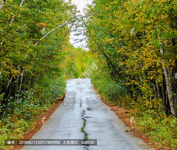 林間小路