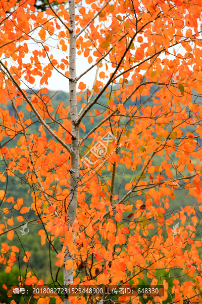 晚秋紅葉