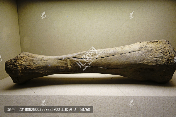猛犸象肱骨