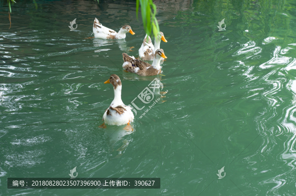 湖里散養(yǎng)的鴨子