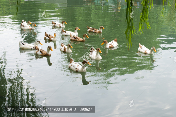 湖里散養(yǎng)的鴨子