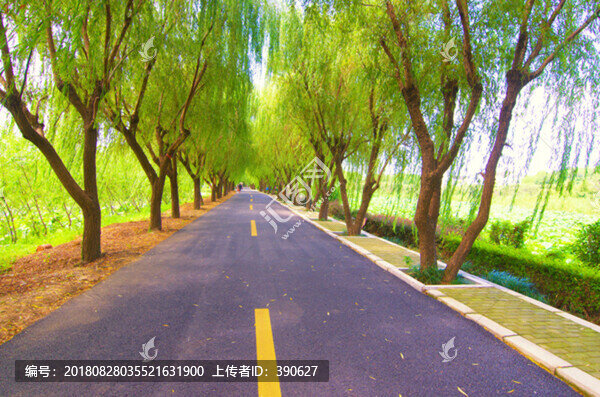 林蔭道