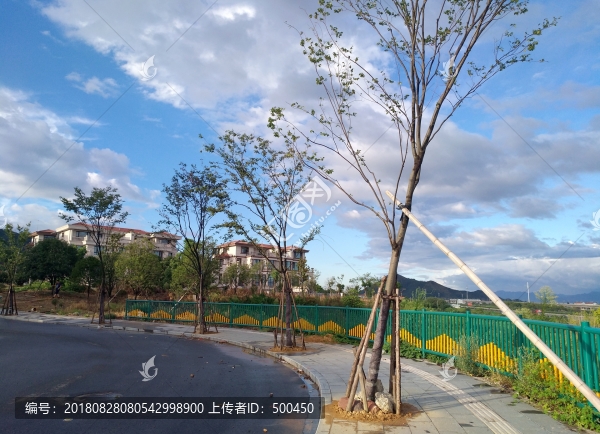 綠化樹(shù)木