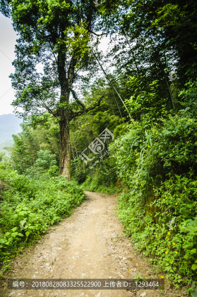 鄉(xiāng)間小路