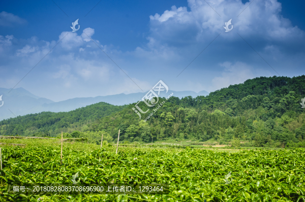 山野風光