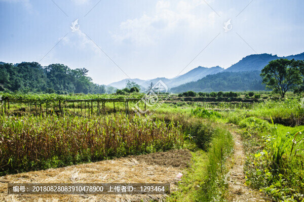 山野風(fēng)光